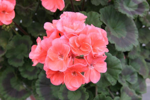 Geranium Zonal Salmon - UCSFresh
