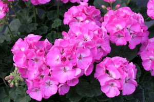 Geranium Zonal Pink - UCSFresh
