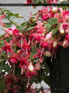 Fuchsia Trailing Pink La Campanella - UCSFresh