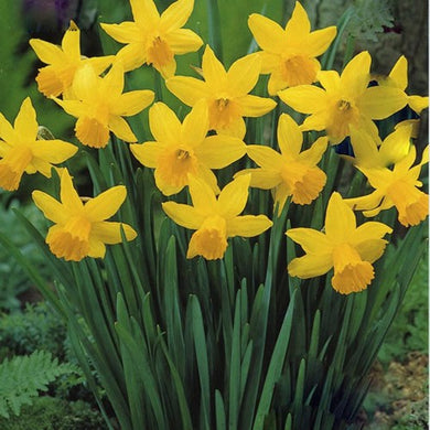 February Gold - Dwarf Narcissi Bulbs - UCSFresh
