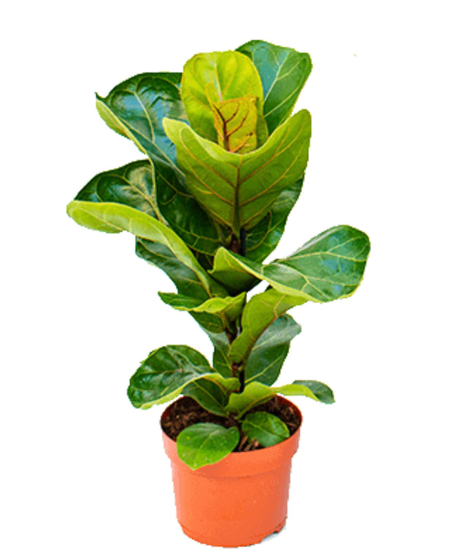 Ficus Lyrata Bambino - UCSFresh