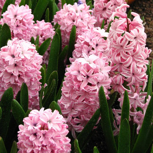 Fondant - Prepared Hyacinth Bulbs - UCSFresh
