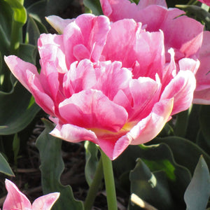 Foxtrot - Double Tulip Bulbs - UCSFresh
