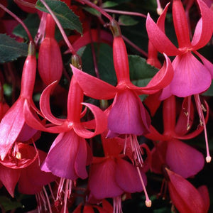 Fuchsia Upright Beacon - UCSFresh