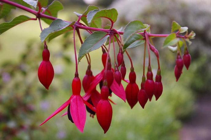 Fuchsia Upright Mrs Popple - UCSFresh