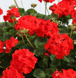 Geranium Zonal Red - UCSFresh