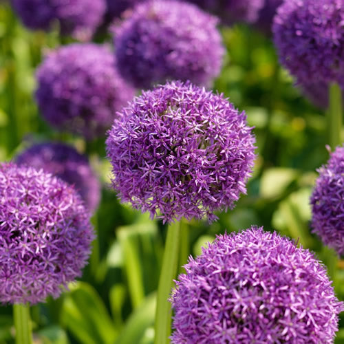 Globemaster - Allium Bulbs - UCSFresh