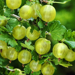 Gooseberry "Hinnonmaki Green" - UCSFresh