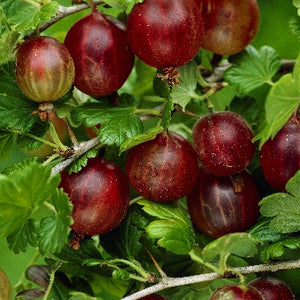 Gooseberry "Hinnonmaki Red" - UCSFresh