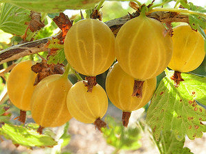 Gooseberry "Hinnonmaki Yellow" - UCSFresh