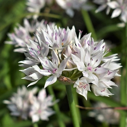 Graceful Beauty - Allium Bulbs - UCSFresh