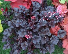 Load image into Gallery viewer, Heuchera - UCSFresh
