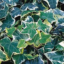 Hedera Gold Variegated 9cm Pot - UCSFresh
