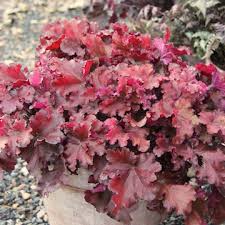 Heuchera - UCSFresh
