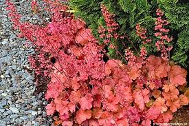 Heuchera - UCSFresh