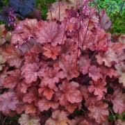 Load image into Gallery viewer, Heuchera - UCSFresh

