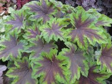 Load image into Gallery viewer, Heucherella - UCSFresh

