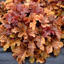 Heucherella - UCSFresh