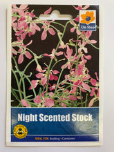 Load image into Gallery viewer, Night scented stock - UCSFresh
