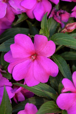 Impatiens Busy Lizzie Purple - 9cm Pot - UCSFresh