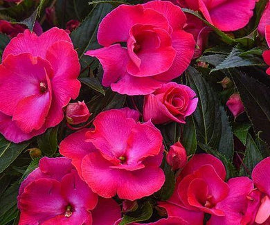 Impatiens Busy Lizzie Dark Pink - 9cm Pot - UCSFresh