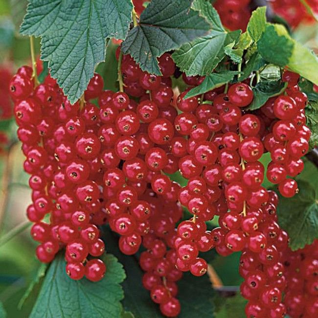 Redcurrant 