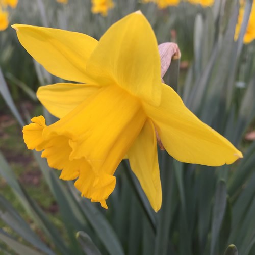 King Alfred Narcissus Bulbs - UCSFresh