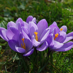 Large Flowering Blue - Crocus Bulbs - UCSFresh