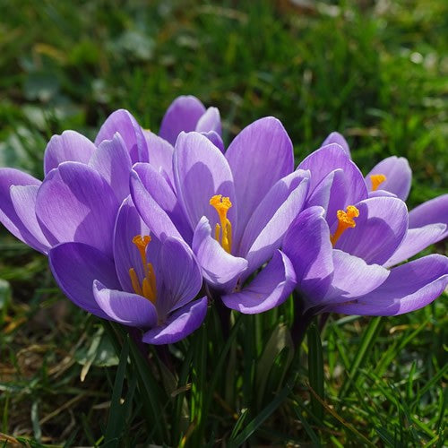 Large Flowering Blue - Crocus Bulbs - UCSFresh