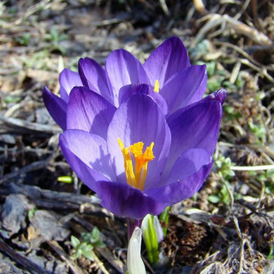 Large Flowering Purple - Crocus Bulbs - UCSFresh