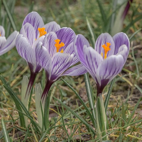 Large Flowering Striped - Crocus Bulbs - UCSFresh