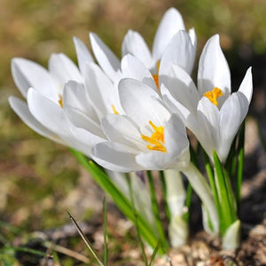 Large Flowering White - Crocus Bulbs - UCSFresh