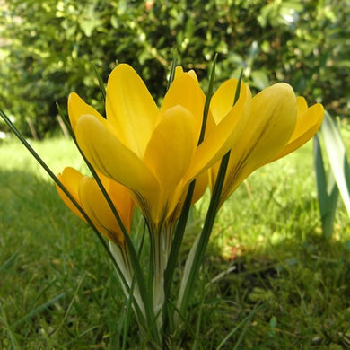 Large Flowering Yellow - Crocus Bulbs - UCSFresh