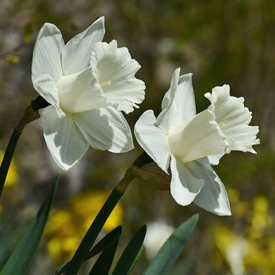 Mount Hood - Narcissus Bulbs - UCSFresh