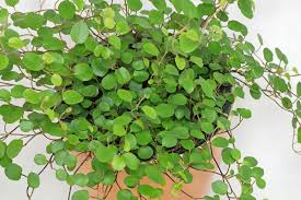 Muehlenbeckia Complexa 11cm Pot - UCSFresh