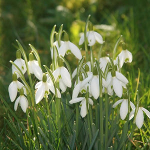 Nivalis (Snowdrops) - Galanthus Bulbs - UCSFresh