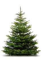 Load image into Gallery viewer, Nordmann Fir - Freshly Cut - UCSFresh
