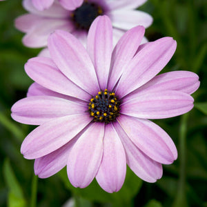 Osteospermum Pink - UCSFresh
