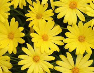 Osteospermum Yellow - UCSFresh
