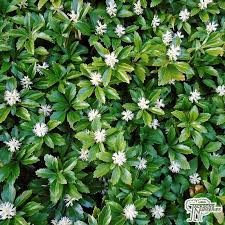 Pachysandra Termanalis 9cm Pot - UCSFresh