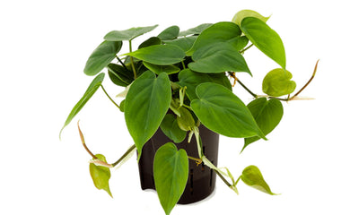 Philodendron Scandens - UCSFresh