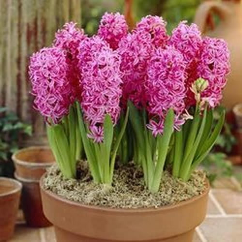 Pink Pearl - Prepared Hyacinth Bulbs - UCSFresh