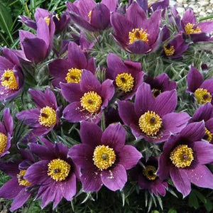 Pulsatilla Pinwheel Blue Violet Shades - UCSFresh