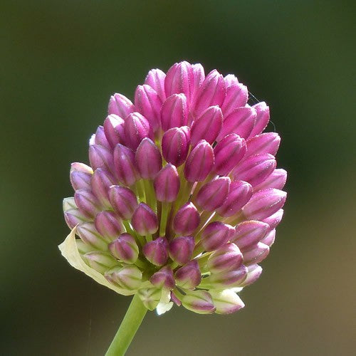Sphaerocephalon - Allium Bulbs - UCSFresh