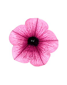 Surfinia Pink Vein - UCSFresh