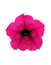 Load image into Gallery viewer, Surfinia Purple - UCSFresh
