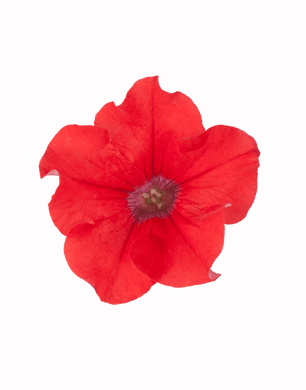 Surfinia Red - UCSFresh