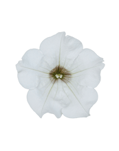 Load image into Gallery viewer, Surfinia White - UCSFresh
