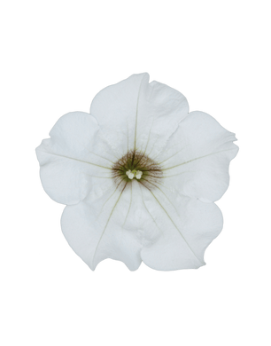 Surfinia White - UCSFresh