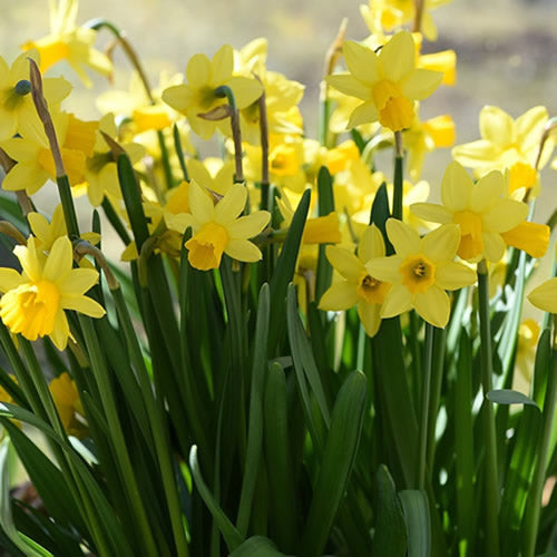 Tete a Tete - Rockery Narcissi Bulbs - UCSFresh